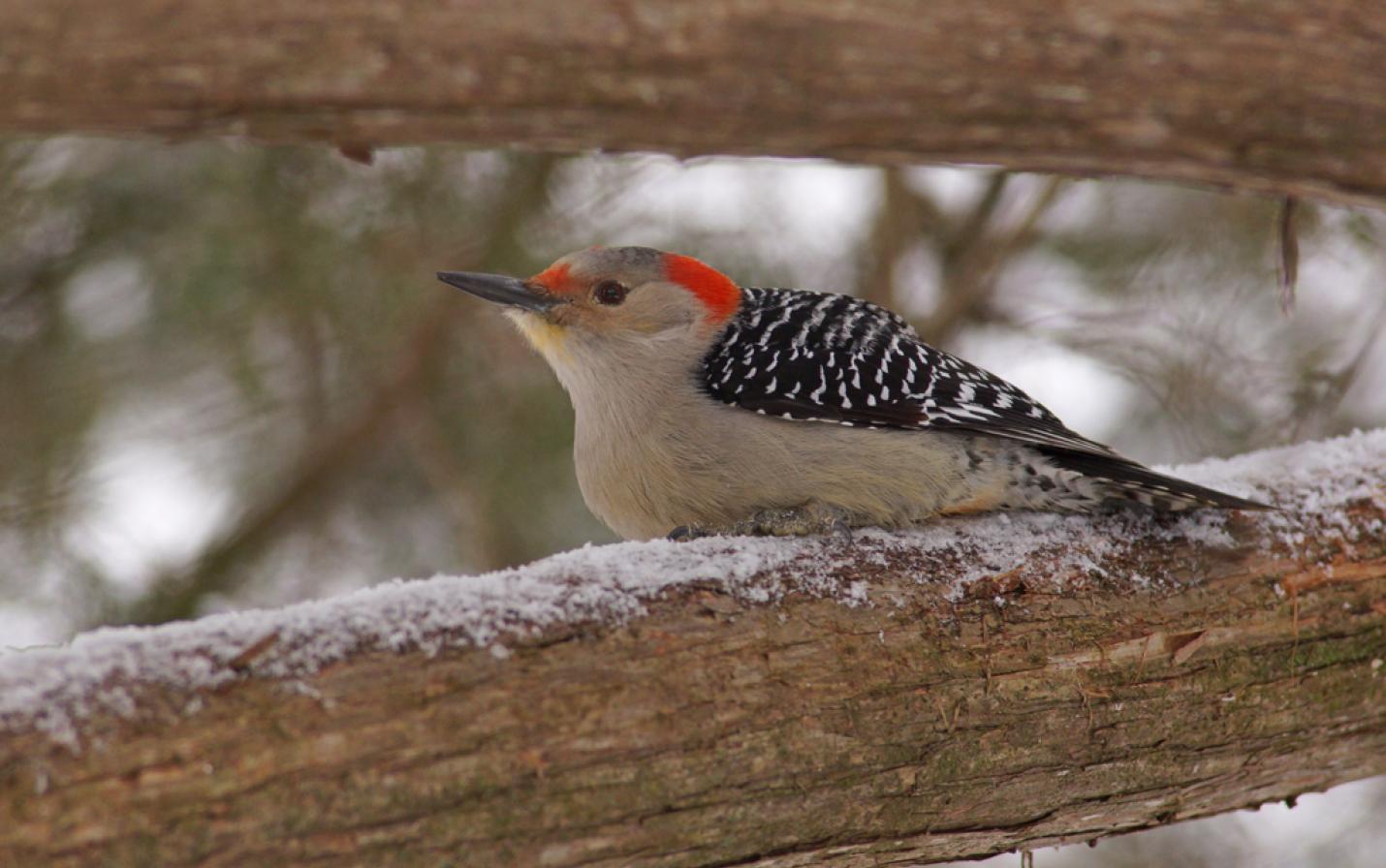 Christmas Bird Count Mississippi Valley Conservancy